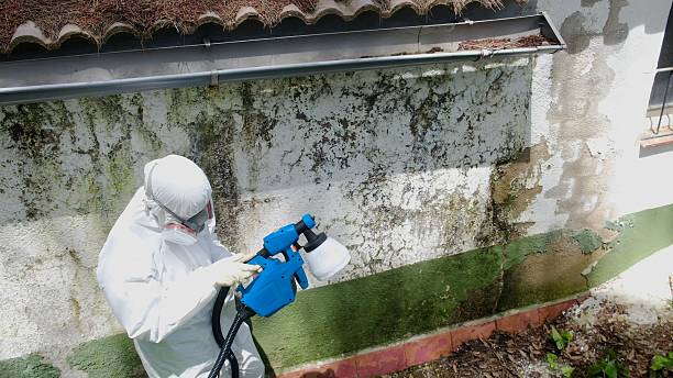 Trusted Attic Mold Removal service in Hendersonville, TN - Cheap Mold Removal